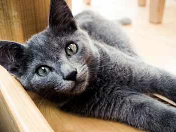 Close-up of cat staring