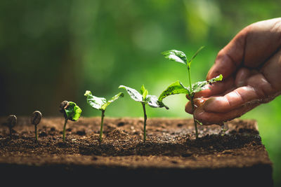 Wet hand holding plant outdoors