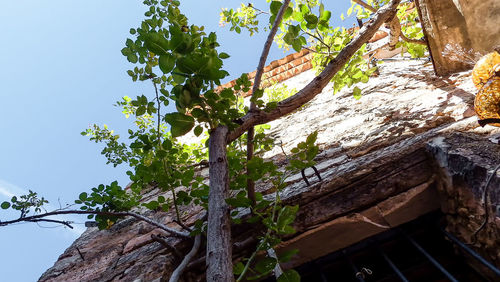 Low angle view of lichen on tree against sky