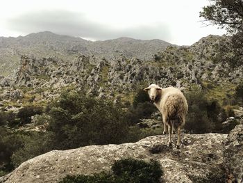 Sheep standing on rock against mountain range