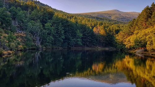 Scenic view of lake in forest against sky