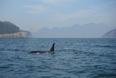 View of swimming in sea