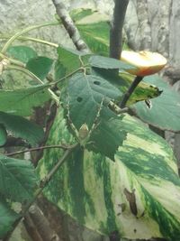 Close-up of fruit on tree