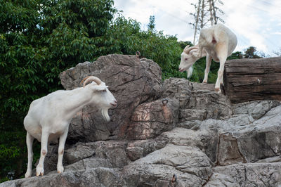 Sheep standing on rock