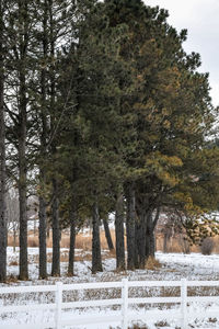 View of trees on snow covered field