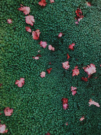 High angle view of pink leaves on plant