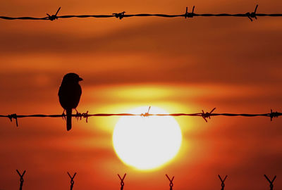 Silhouette birds perching on barbed wire against sky during sunset