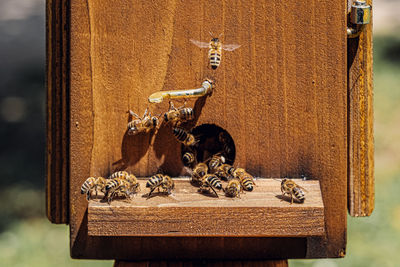 Close-up of bees on wood