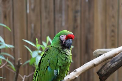 Close-up of parrot perching on wood