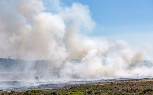 Abbrand alter und trockener pflanzen am morsum kliff