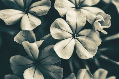 Close-up of hydrangea flowers