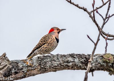 Northern flicker