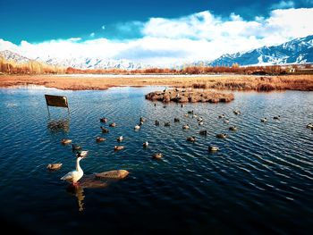 View of ducks swimming in lake