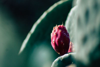 Close-up of succulent plants