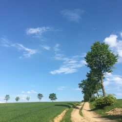 Trees on field against sky