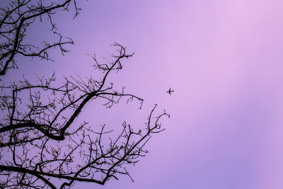 Low angle view of silhouette birds flying against sky