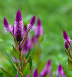 Close-up of purple flowering plant