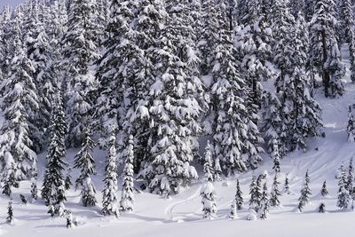 Snow covered pine trees in forest during winter