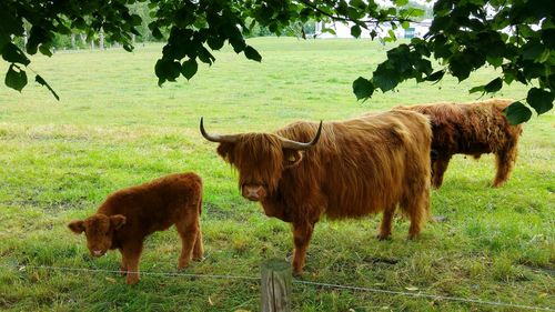 Cows on field against trees