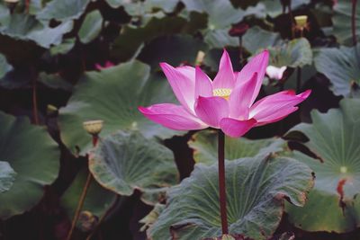 Close-up of pink lotus water lily