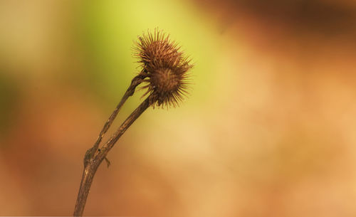 Close-up of flower against blurred background