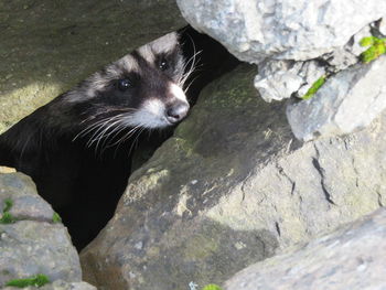 Portrait of black cat on rock