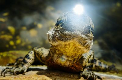 Close-up of lizard