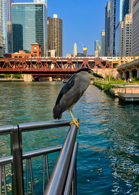 Seagull on bridge over river in city