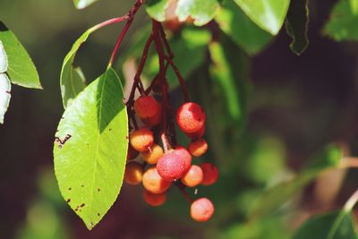 Close-up of strawberry growing on tree