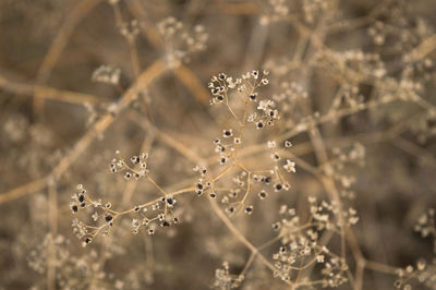 Full frame shot of spider web