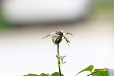 Close-up of insect on plant