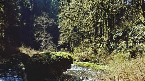 Trees in a forest
