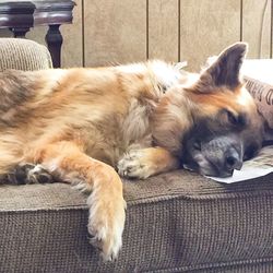 Dog sleeping on rug