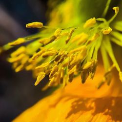 Close-up of yellow poppy stamen