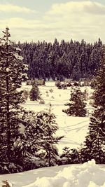 Scenic view of snow covered landscape