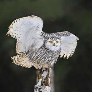 Snowy own just about to take off 