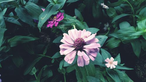 Close-up of pink flowering plant