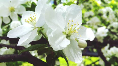 Close-up of white flowering plant