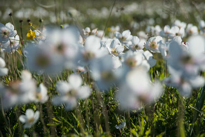 Close-up of white flowers blooming in field