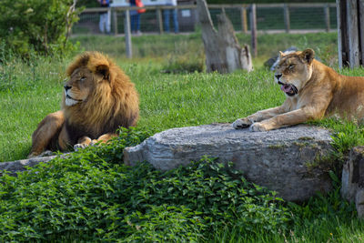 Two lions lying down