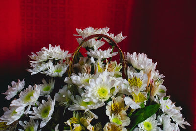 Close-up of white flowering plants