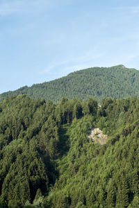 Scenic view of forest against sky