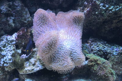 Close-up of coral underwater