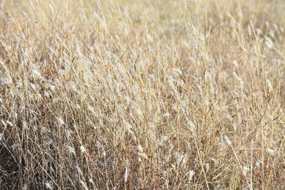 Full frame shot of wheat field