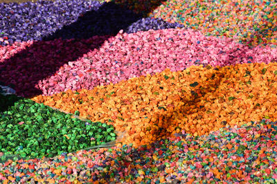 Full frame shot of multi colored flowering plants