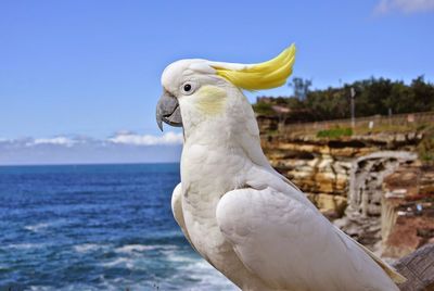 Close-up of sulphur-crested cockatoo by sea against sky