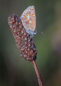 Close-up of butterfly pollinating on flower