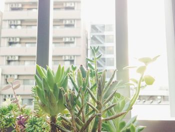 Potted plants on the wall