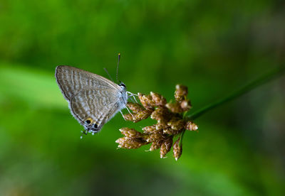 Close-up of butterfly pollinating flower