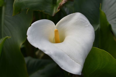 Close-up of white flower